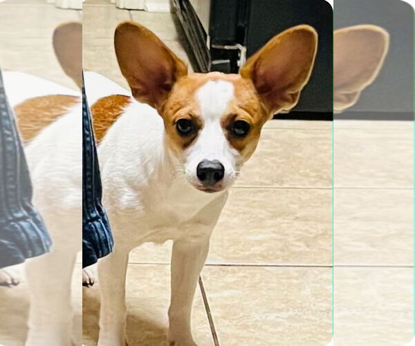 Medium Photo #1 Rat Terrier-Unknown Mix Puppy For Sale in Oakhurst, NJ, USA