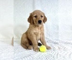 Small Photo #10 Golden Retriever Puppy For Sale in GREENFIELD, IN, USA