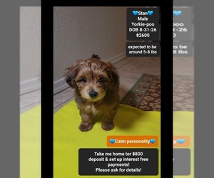 Yorkipoo Puppy for sale in TUCSON, AZ, USA