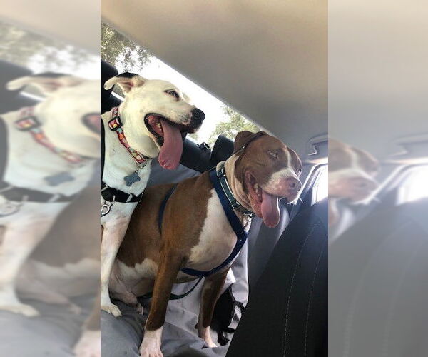 Medium Photo #13 Boxer-Unknown Mix Puppy For Sale in Sanford, FL, USA