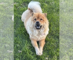 Mother of the Chow Chow-Samoyed Mix puppies born on 09/01/2025