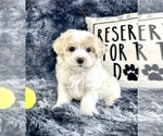 Small #1 Maltipoo