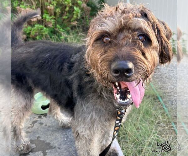 Medium Photo #3 Lakeland Terrier-Unknown Mix Puppy For Sale in Washington, DC, USA