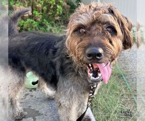 Fitz - Male Lakeland Terrier-Unknown Mix Dog for Adoption - Photo #3