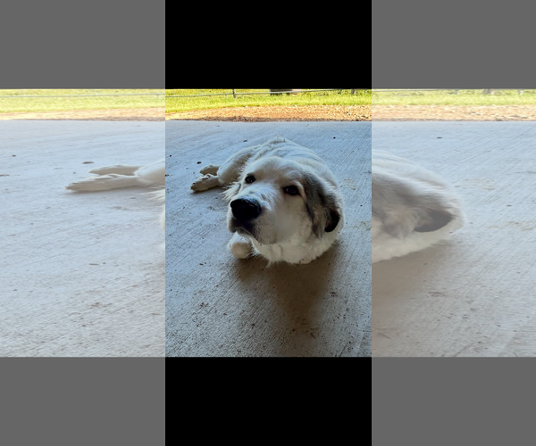Medium Photo #6 Great Pyrenees-Unknown Mix Puppy For Sale in Houston, TX, USA