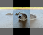 Small #5 Great Pyrenees Mix