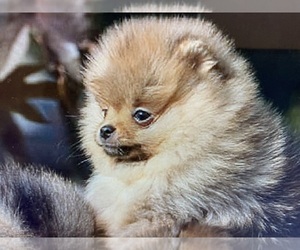 Pomeranian Dog for Adoption in CEDAR GROVE, North Carolina USA