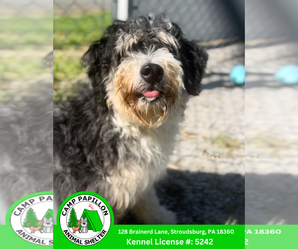 Medium Photo #1 Bernedoodle Puppy For Sale in Stroudsburg, PA, USA