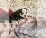 Small Photo #6 Bulldog Puppy For Sale in FAIRFIELD, IA, USA