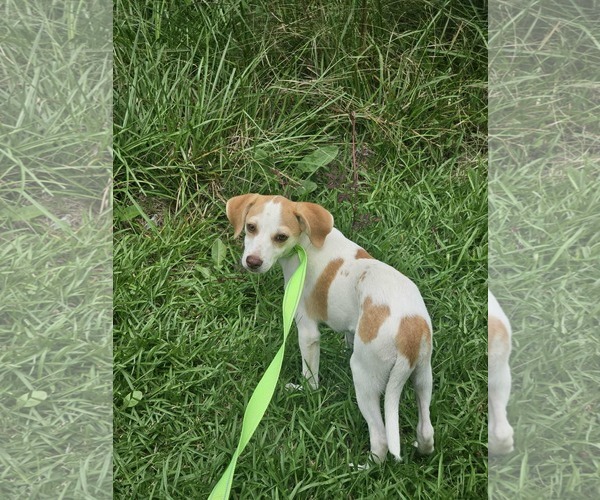 Medium Photo #4 Chiweenie Puppy For Sale in Wakefield, RI, USA