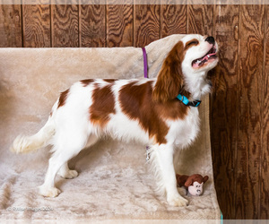 Cavalier King Charles Spaniel Litter for sale in WAKARUSA, IN, USA