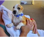 Small American Pit Bull Terrier Mix
