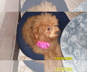 Poodle (Miniature) Puppy for sale in DULUTH, GA, USA