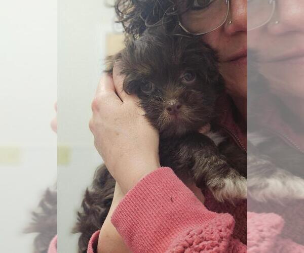 Medium Photo #3 Havanese Puppy For Sale in YORKTOWN, VA, USA