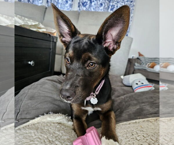 Medium Photo #1 Mutt Puppy For Sale in Fargo, ND, USA