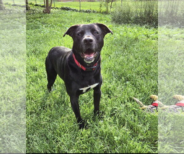 Medium Photo #2 Labrador Retriever-Unknown Mix Puppy For Sale in Maryville, TN, USA