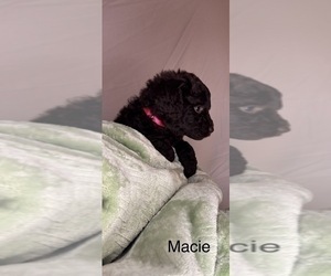 Medium Labradoodle