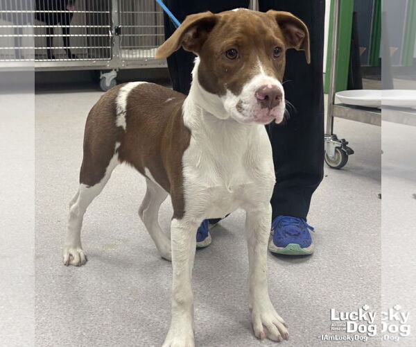 Medium Photo #3 Lab-Pointer Puppy For Sale in Washington, DC, USA