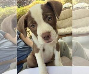 Frankie - Female Bulldog-Staffordshire Bull Terrier Mix Dog for Adoption - Photo #2