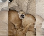 Small Photo #8 Golden Retriever Puppy For Sale in PAULINE, SC, USA