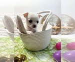 Puppy AKC Coco Chihuahua