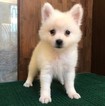 Small Photo #1 Japanese Spitz Puppy For Sale in SAN FRANCISCO, CA, USA