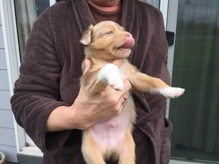 Australian Shepherd Puppy for sale in GRESHAM, OR, USA