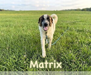 Matrix - Male Anatolian Pyrenees Dog for Adoption - Photo #2
