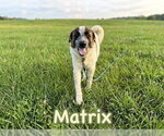 Small Photo #2 Anatolian Pyrenees Puppy For Sale in The Woodlands, TX, USA