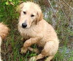 Small Photo #4 Golden Retriever Puppy For Sale in WARRENSBURG, MO, USA
