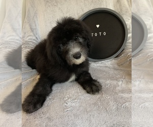 Sheepadoodle Puppy for sale in CENTURY, FL, USA