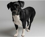 Small Beagle Mix