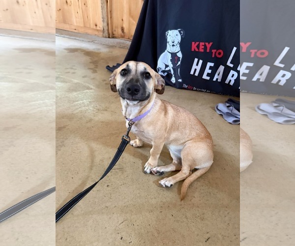 Medium Photo #2 Mutt Puppy For Sale in Derwood, MD, USA