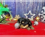 Small #2 Yorkshire Terrier