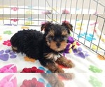 Small Photo #5 Yorkshire Terrier Puppy For Sale in ORO VALLEY, AZ, USA
