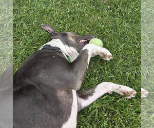 Gayle - Female Mutt Dog for Adoption - Photo #18