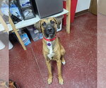 Small Photo #5 Mutt Puppy For Sale in Fargo, ND, USA