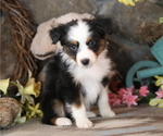 Small #1 Australian Shepherd