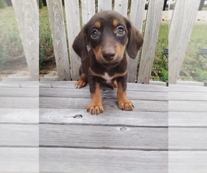 Chiweenie Puppy for sale in CANTON, GA, USA