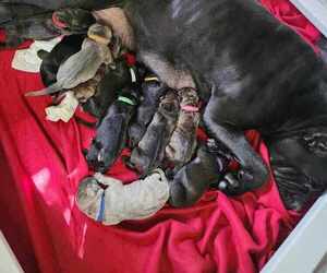 Cane Corso Litter for sale in OSSEO, WI, USA