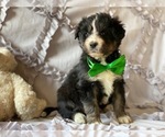 Small Photo #2 Poodle (Standard)-Siberian Husky Mix Puppy For Sale in LANCASTER, PA, USA