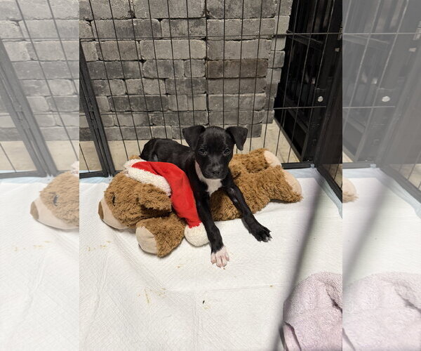 Medium Photo #2 Labrador Retriever-Unknown Mix Puppy For Sale in The Woodlands, TX, USA