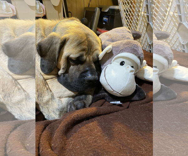 Medium Photo #3 Mastiff Puppy For Sale in McMinnville, OR, USA