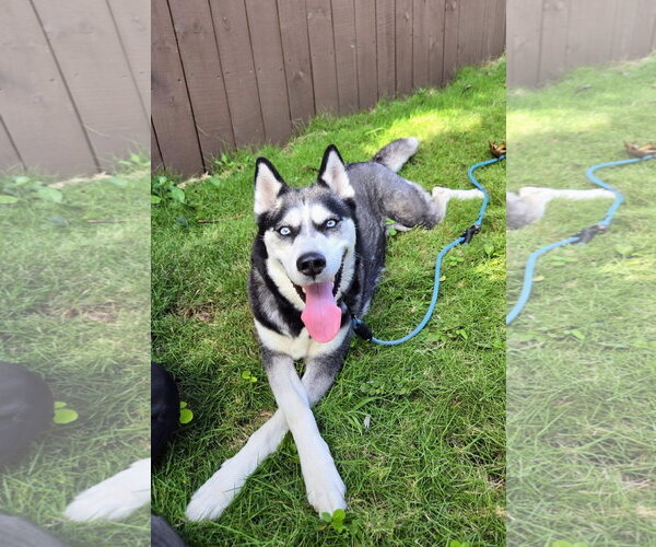 Medium Photo #1 Siberian Husky Puppy For Sale in Miami, FL, USA
