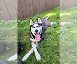 COURTESY POST: Summer - Female Siberian Husky Dog for Adoption - Small photo
