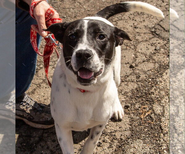 Medium Photo #8 Mutt Puppy For Sale in Canton, CT, USA