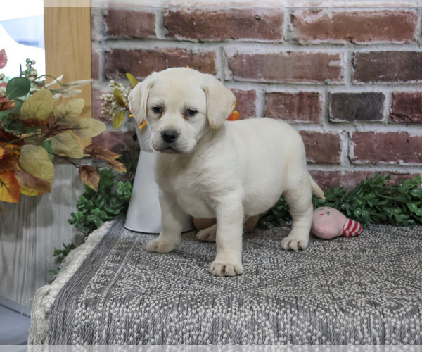 Medium Photo #6 Labrador Retriever Puppy For Sale in SYRACUSE, IN, USA
