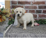 Diamond - Female Labrador Retriever Puppy for Sale - Photo #6