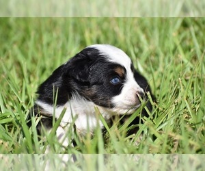 Miniature Australian Shepherd Puppy for sale in PALM COAST, FL, USA