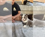 Small #3 French Bulldog